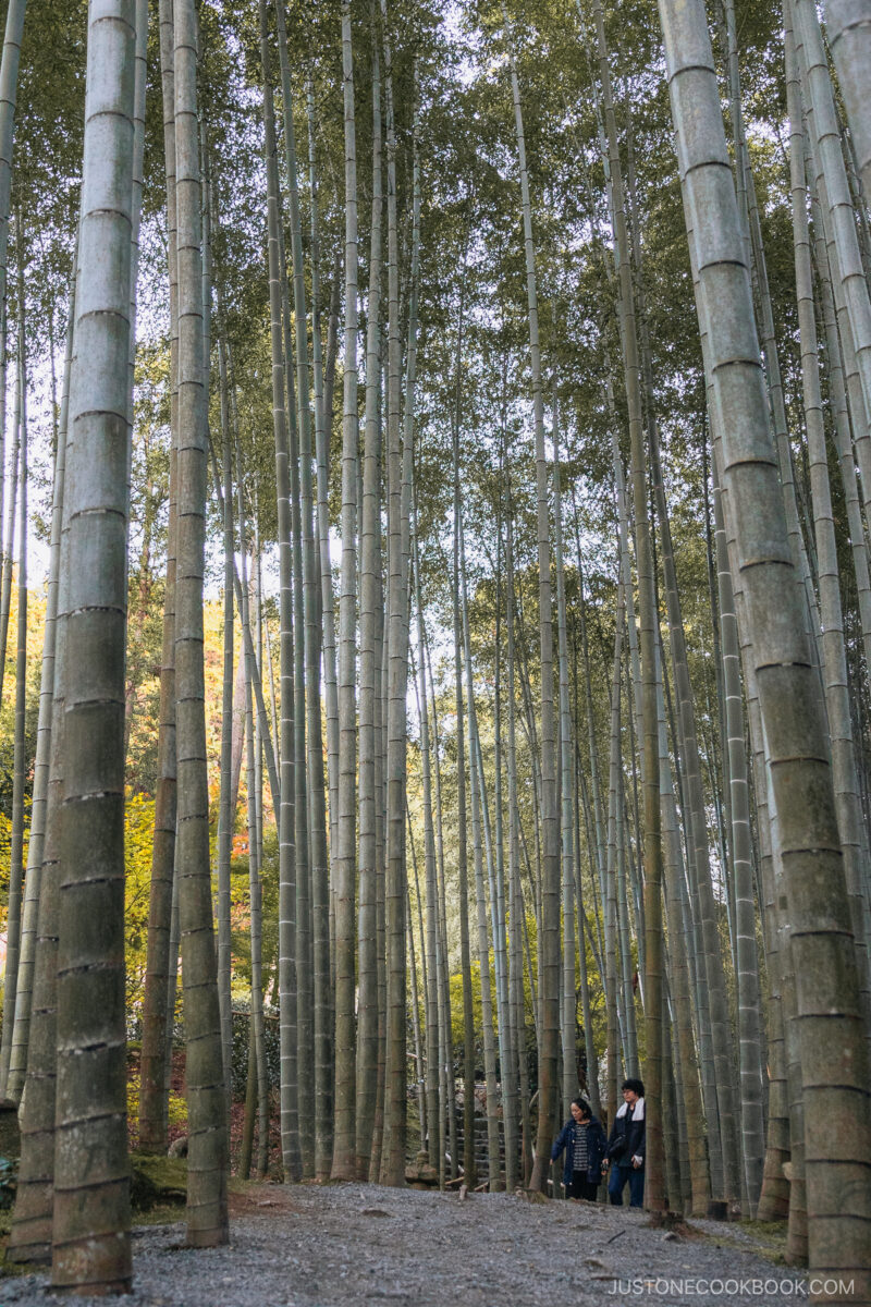 Bamboo forest