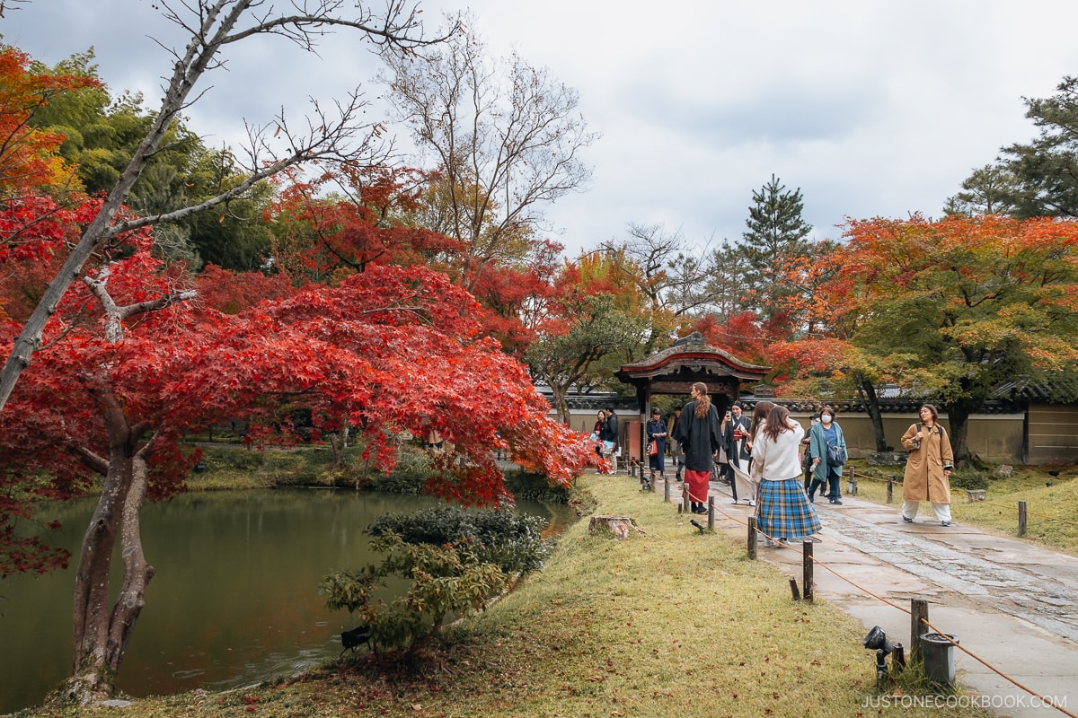 Stone pathway leading to a shrine next to a pond and red autumn leaves