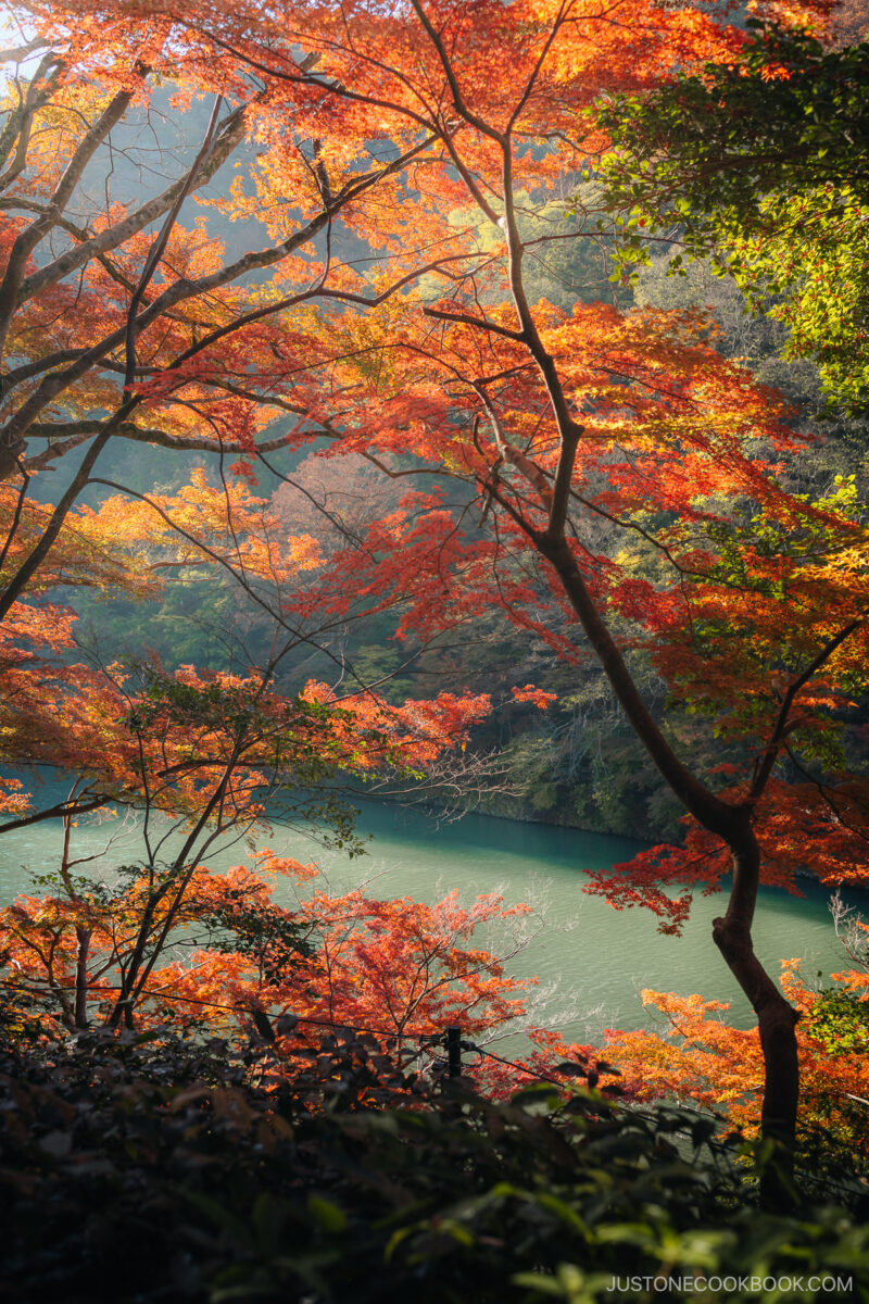 Red, orange and yellow autumn leaves with a river in the background