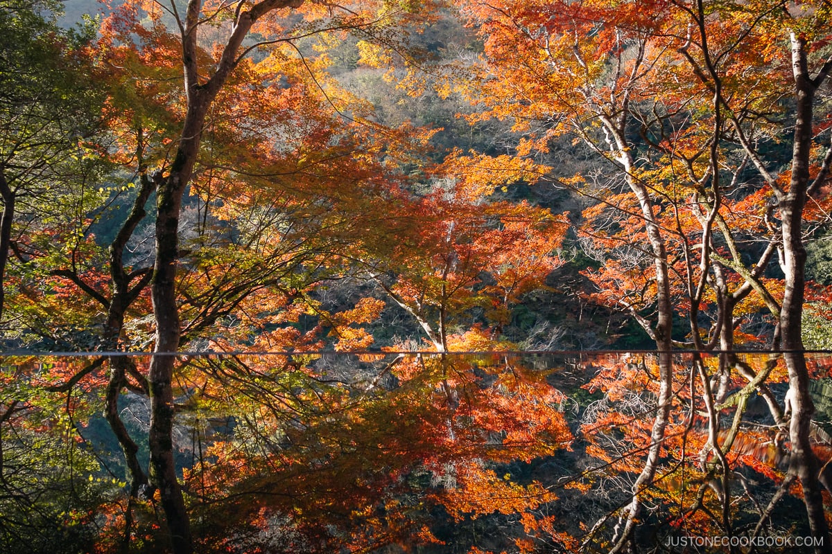 Colorful autumn leaves reflected in a table of water