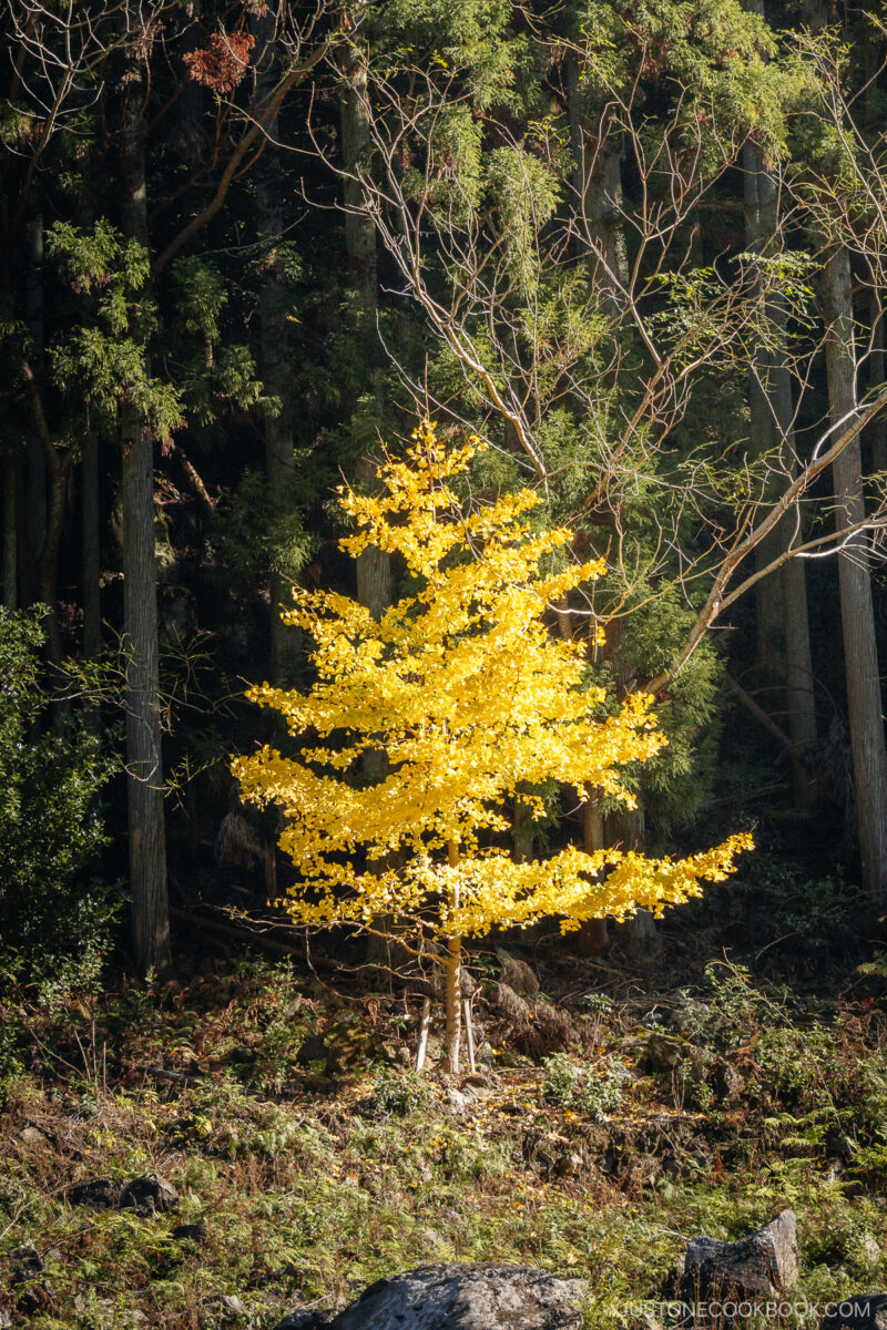 autumn leaves in Arashiyama