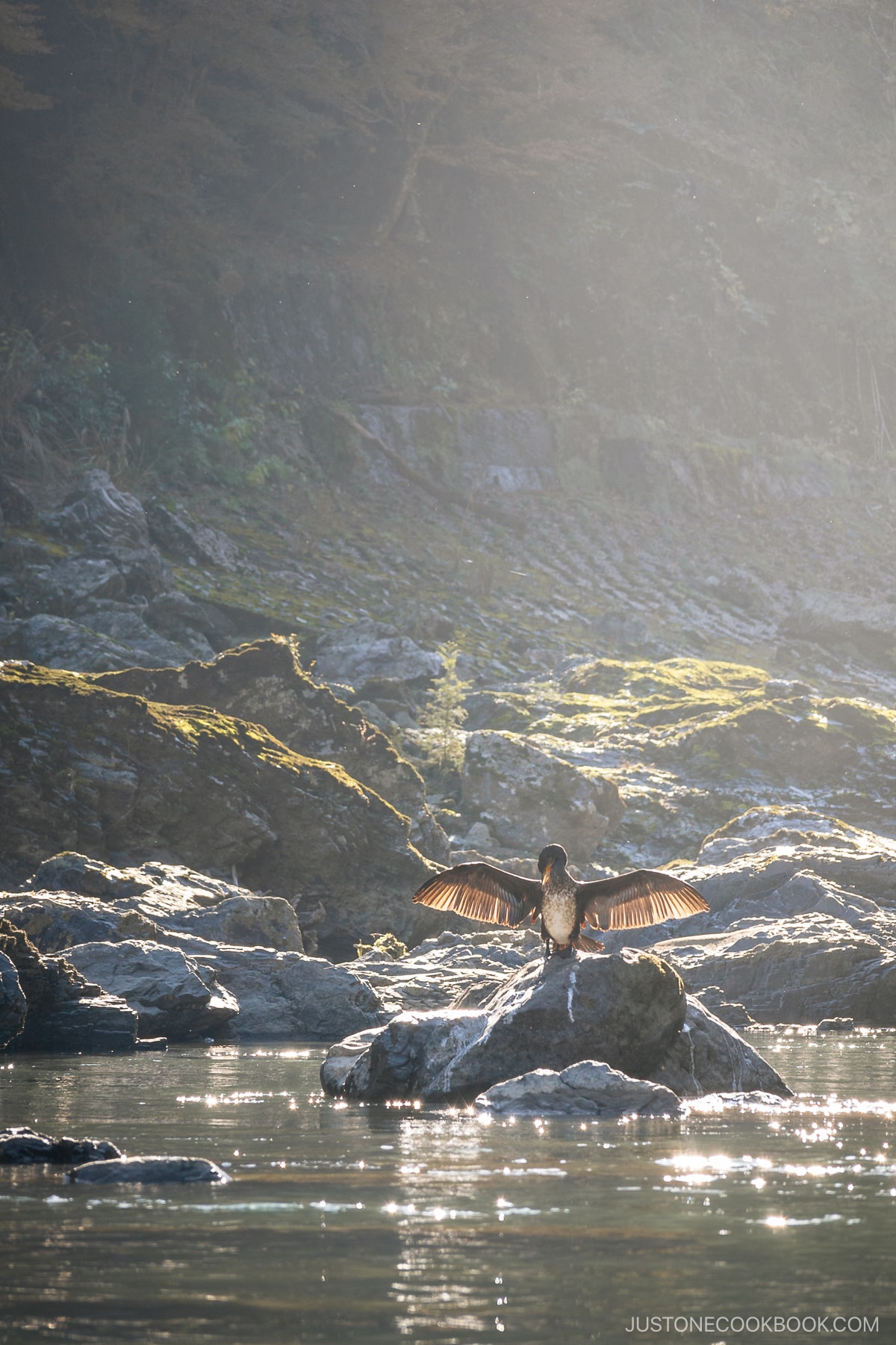 a bird on a rock