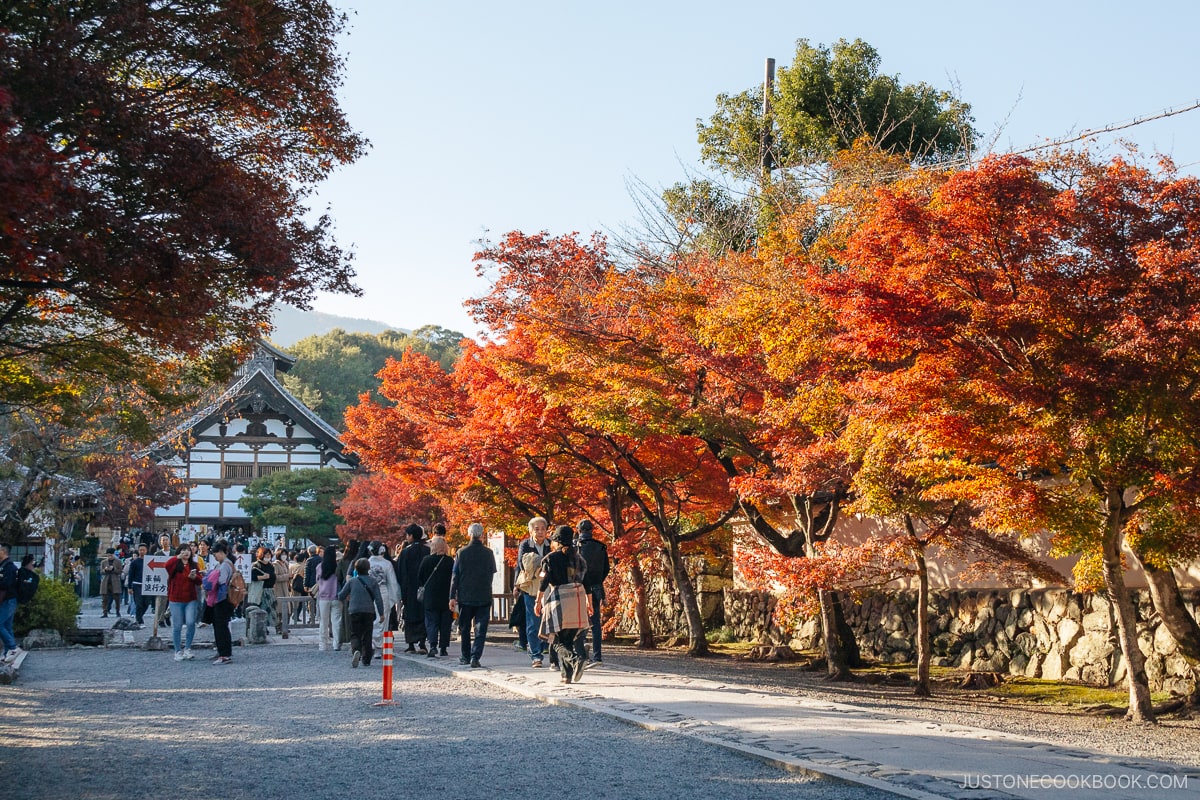 Entrance to a temple lined with red and orange autumn trees