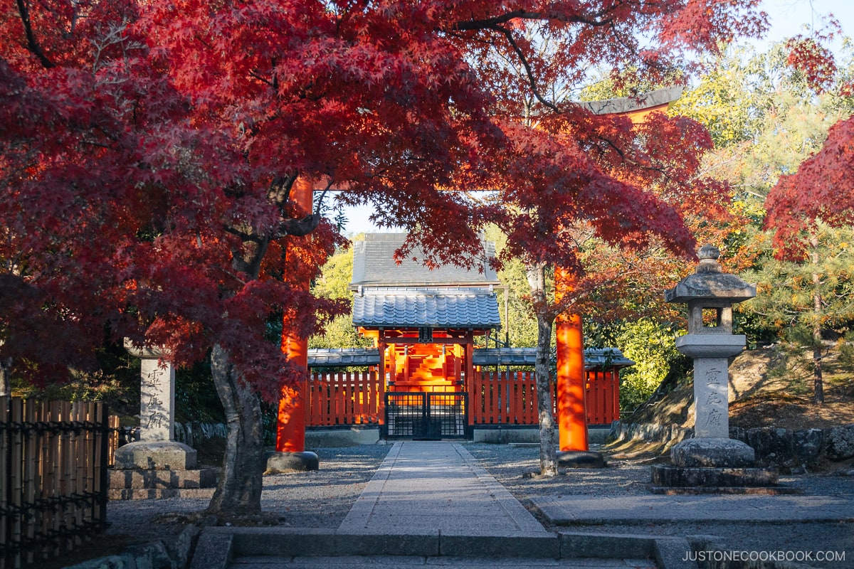 Orange shrine and torii gate with red autumn leaves in the foreground