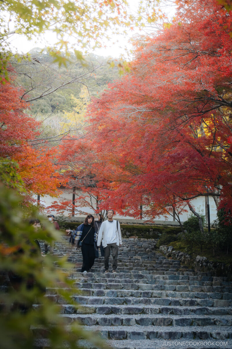 Stone stairway with overhanging autumnleaves