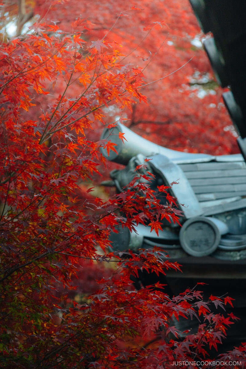 Red maple leaves with temple roof structure in the background