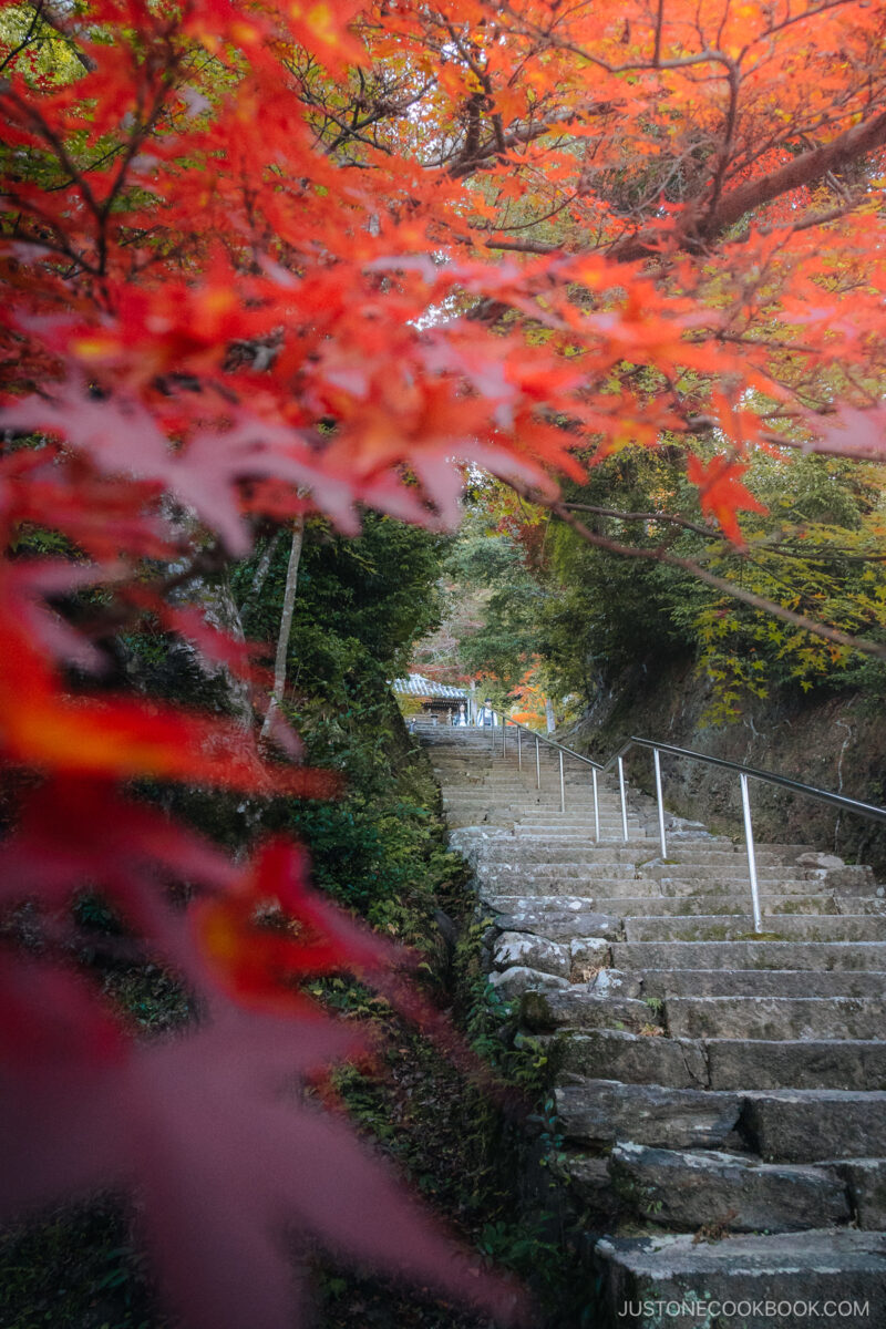 Stone stairwell leading to a shrine with red maple leaves in the forefground