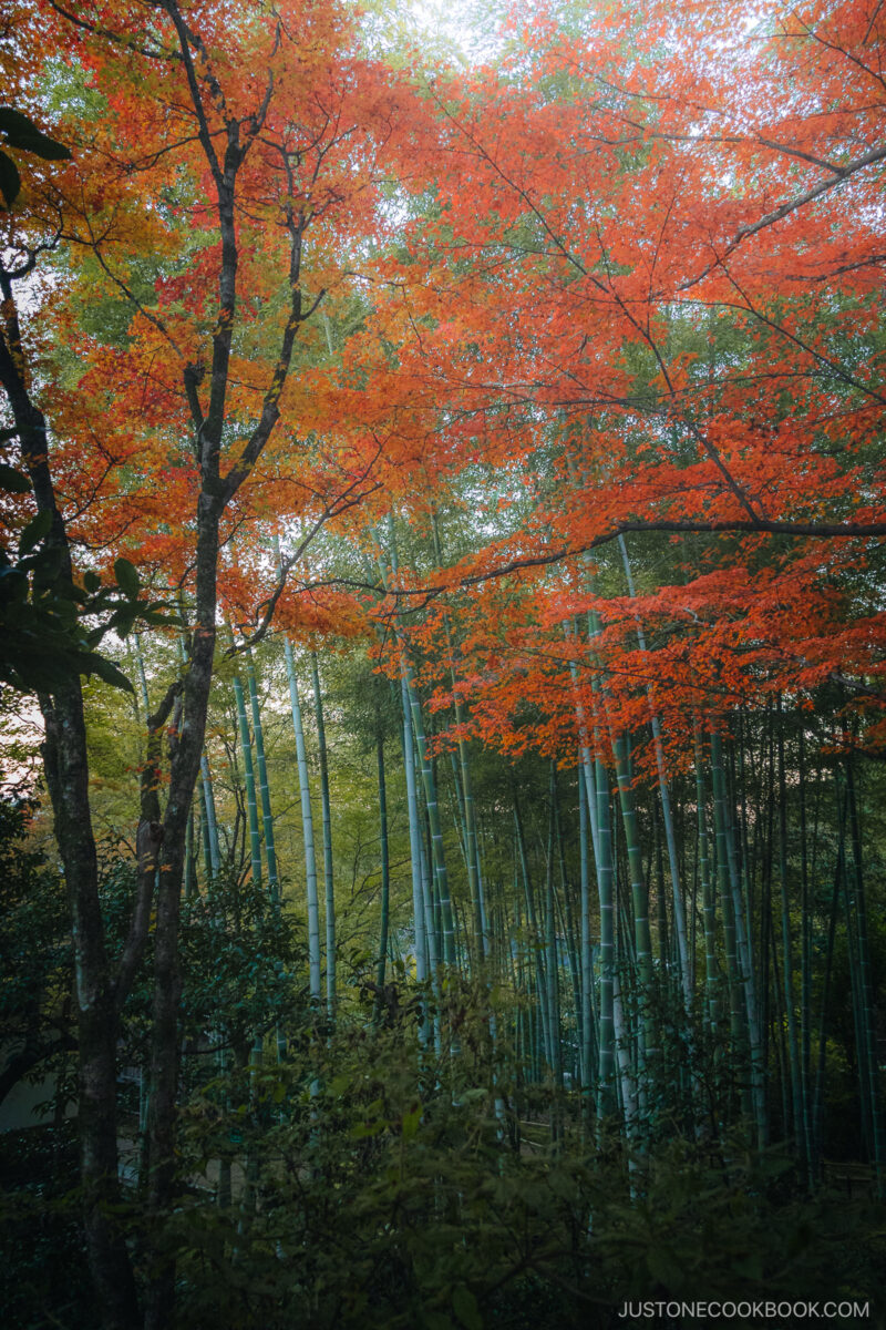 Bamboo forrest red autumn leaves