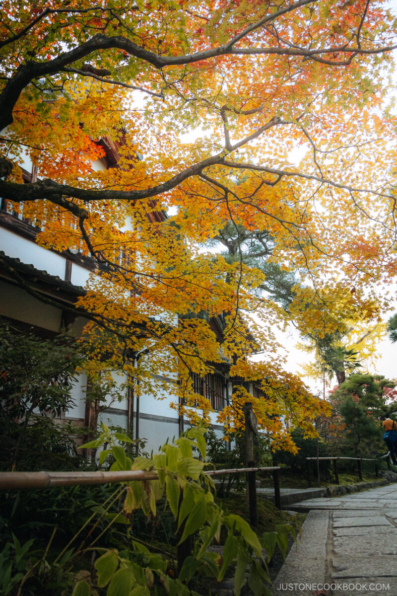 Ginkgo yellow autummn leaves in front of a temple building