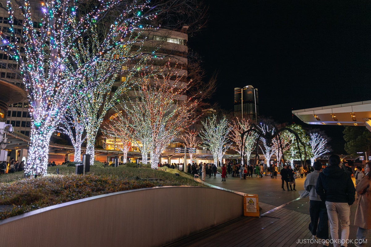 Illuminated trees in a courtyard