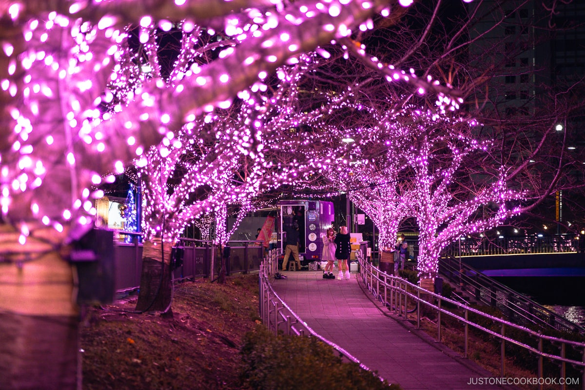 Walkway lined with purple illuminated trees next to a river
