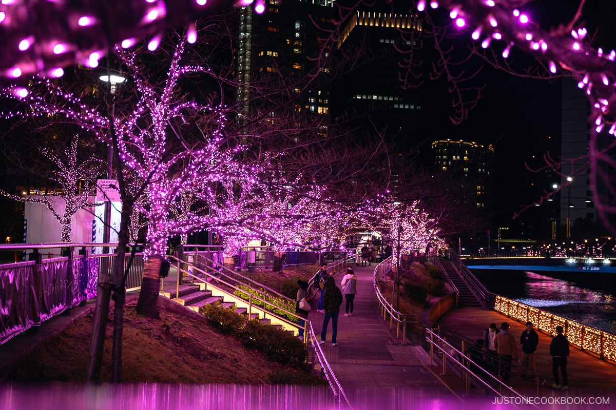 Walkway lined with purple illuminated trees next to a river