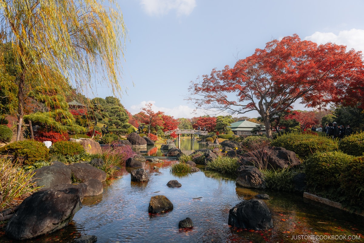 Japanese style garden with a pond and autumn leaves