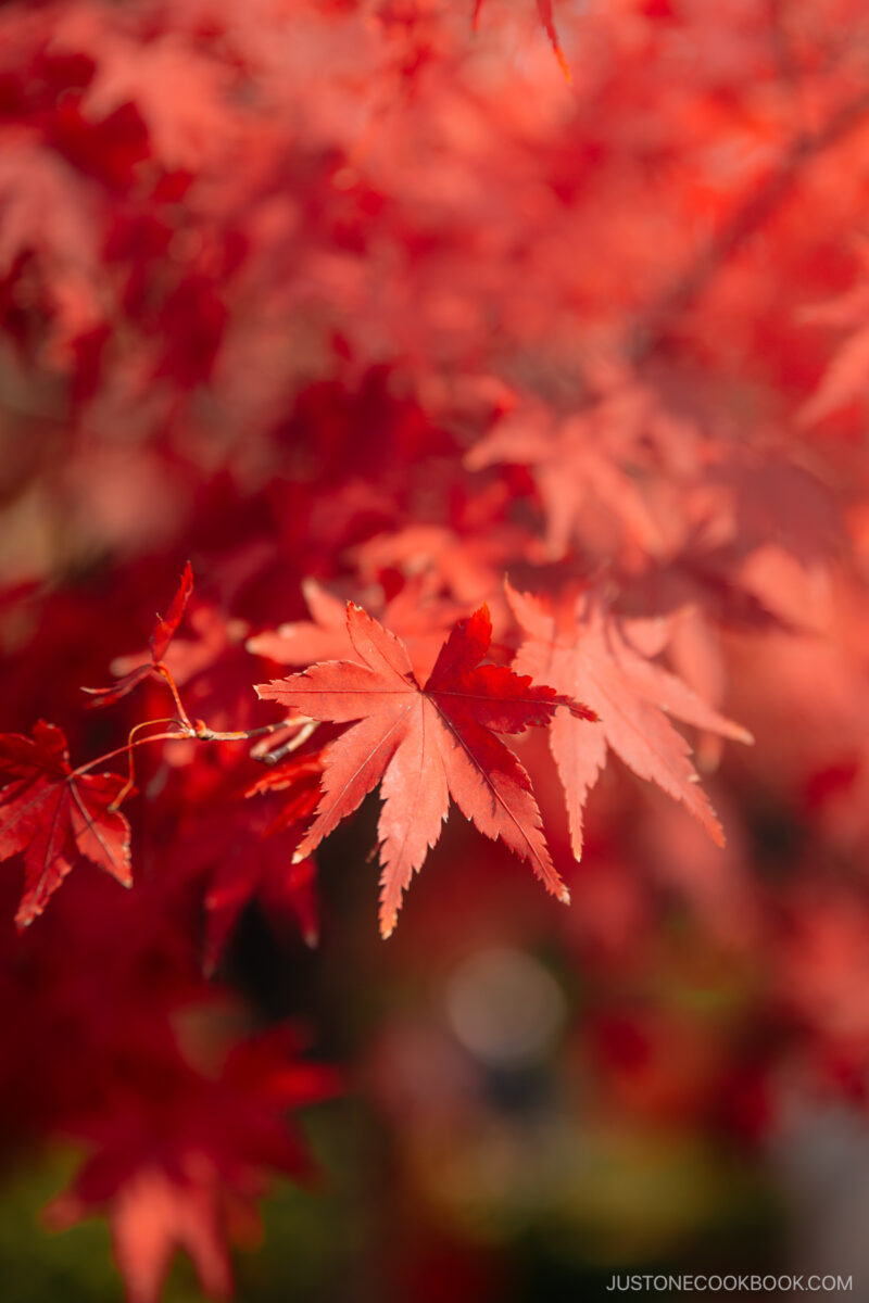 Detail shot of red maple leaves