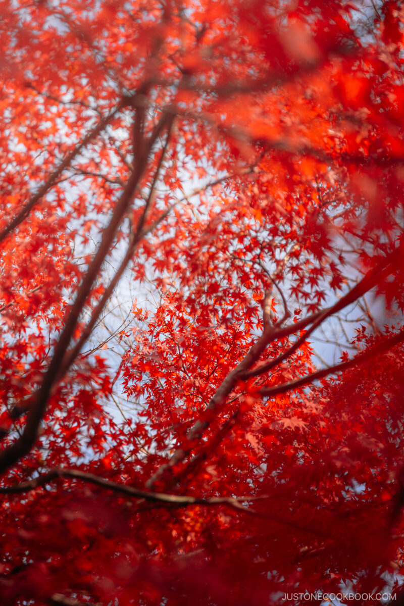 Detail shot of red maple leaves