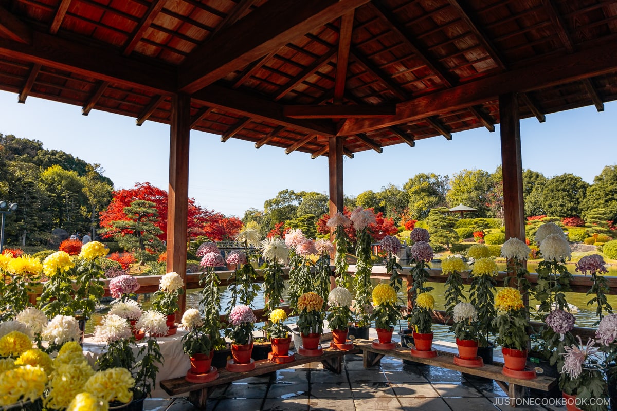 Observation deck with different colored hydrangea plants