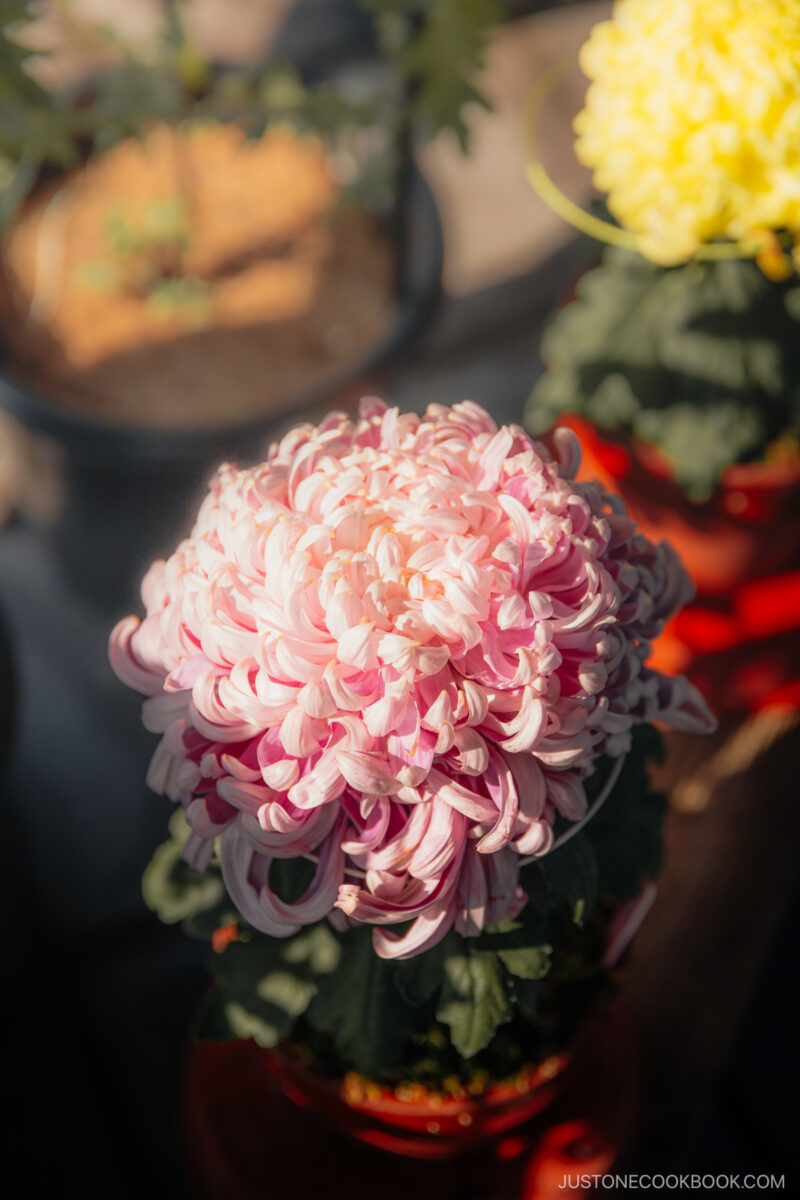 Detail shot of pink hydrangea plant