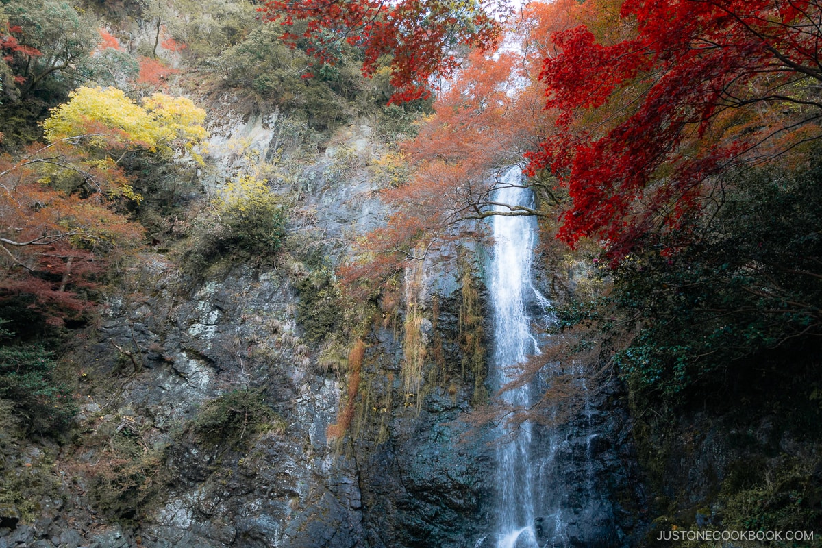 Autumn leaves with a waterfall in the background