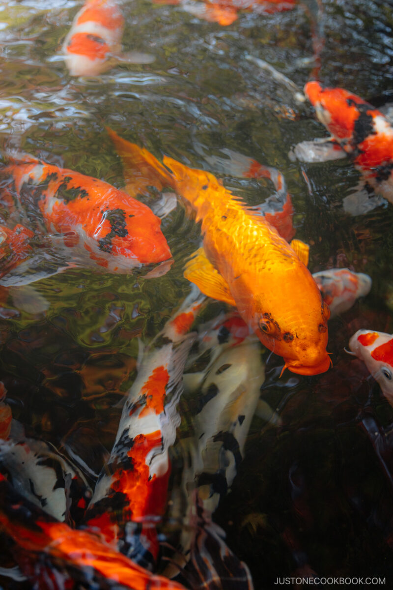 Koi fish swimming in a pond