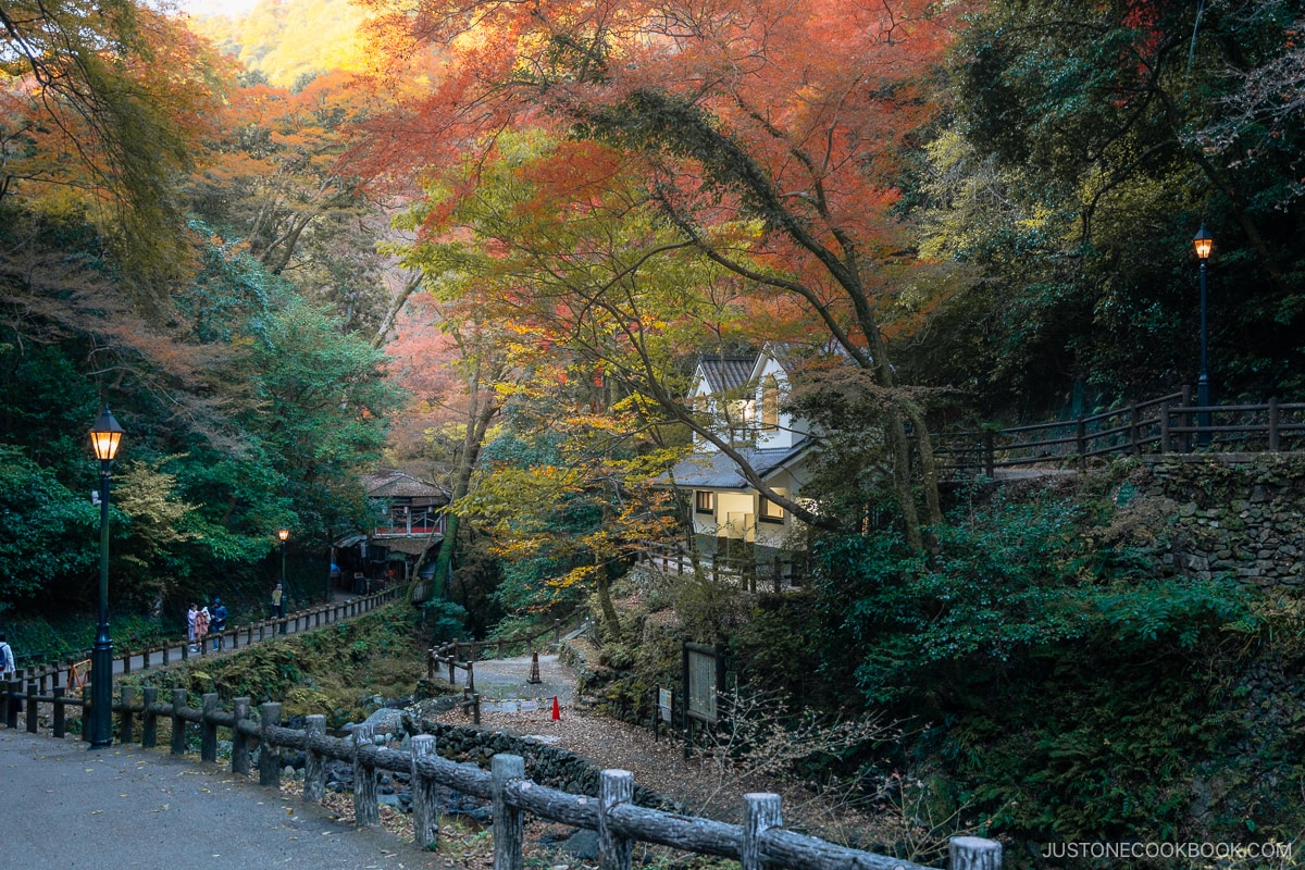 Ravine with autumn leaves