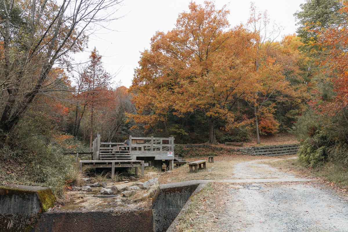 Wooden sitting area with autumn leaves