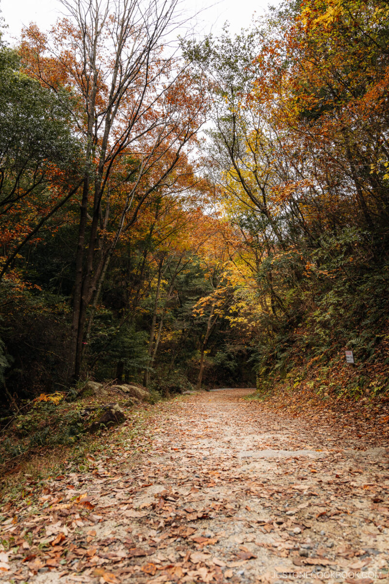 Pathway leading down a hill with fallen autumn leaves