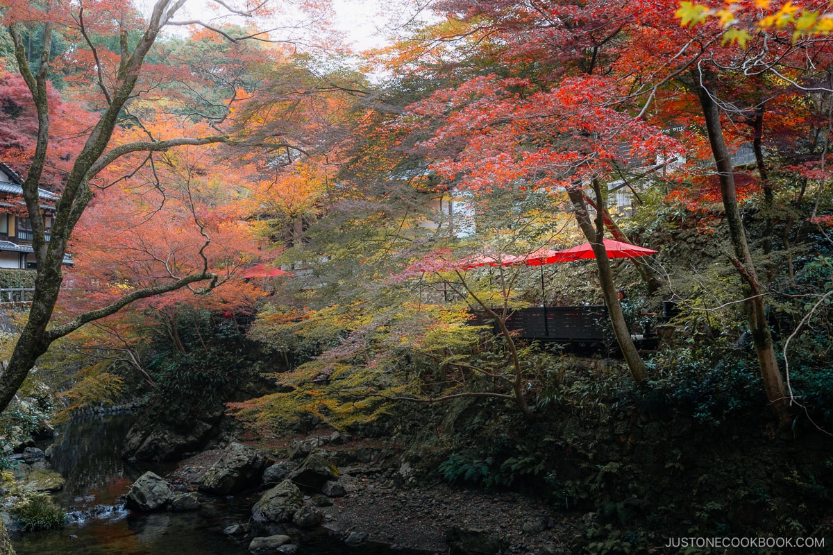 Ravine with red parasoles on a terrace among autumn leaves