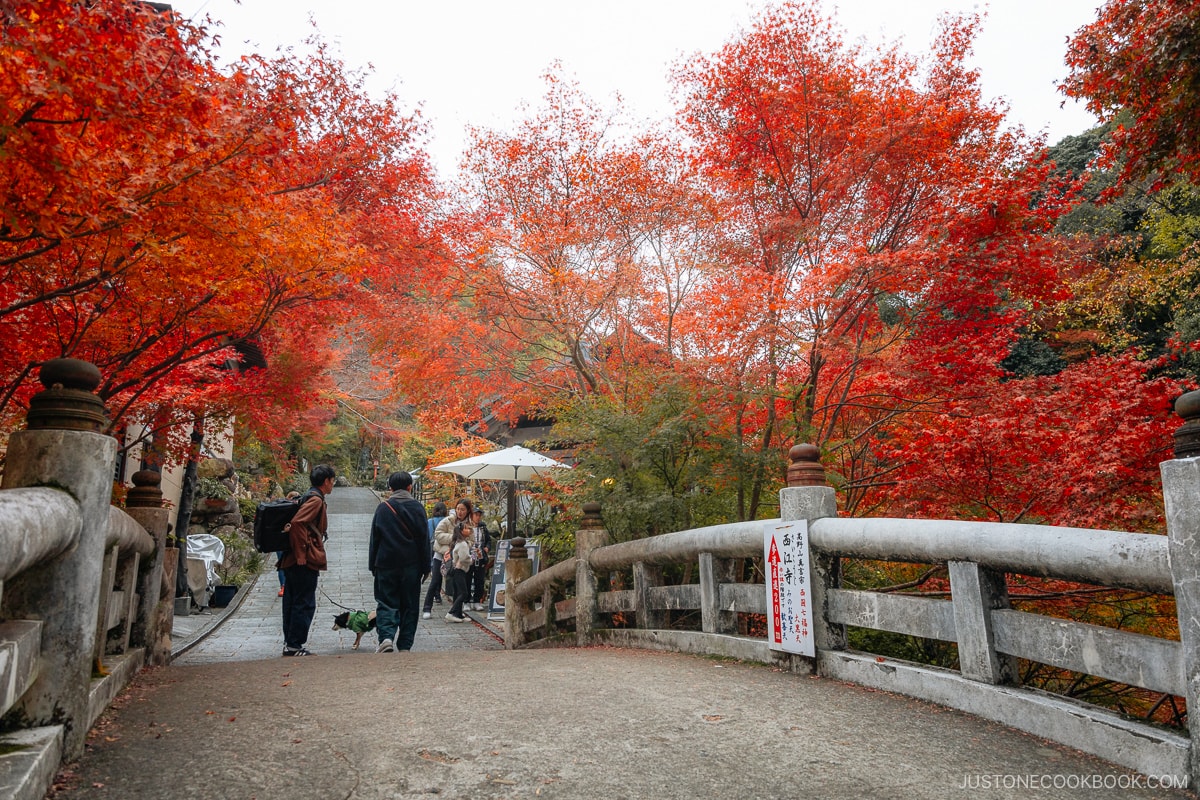 Stone bridge with people walking their dogs under red maple trees