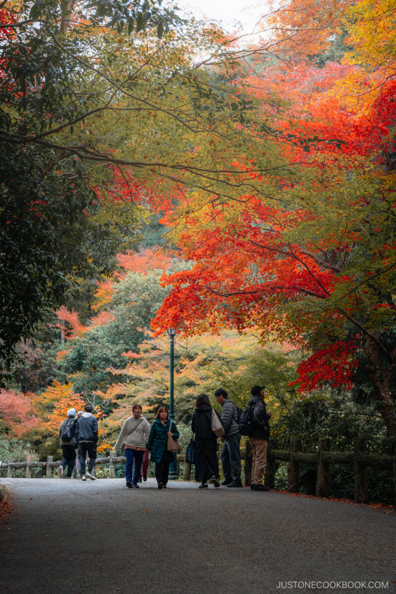 People walking under autumn leaves