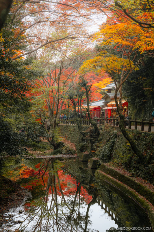 Discover Autumn in Hidden Osaka • Just One Cookbook