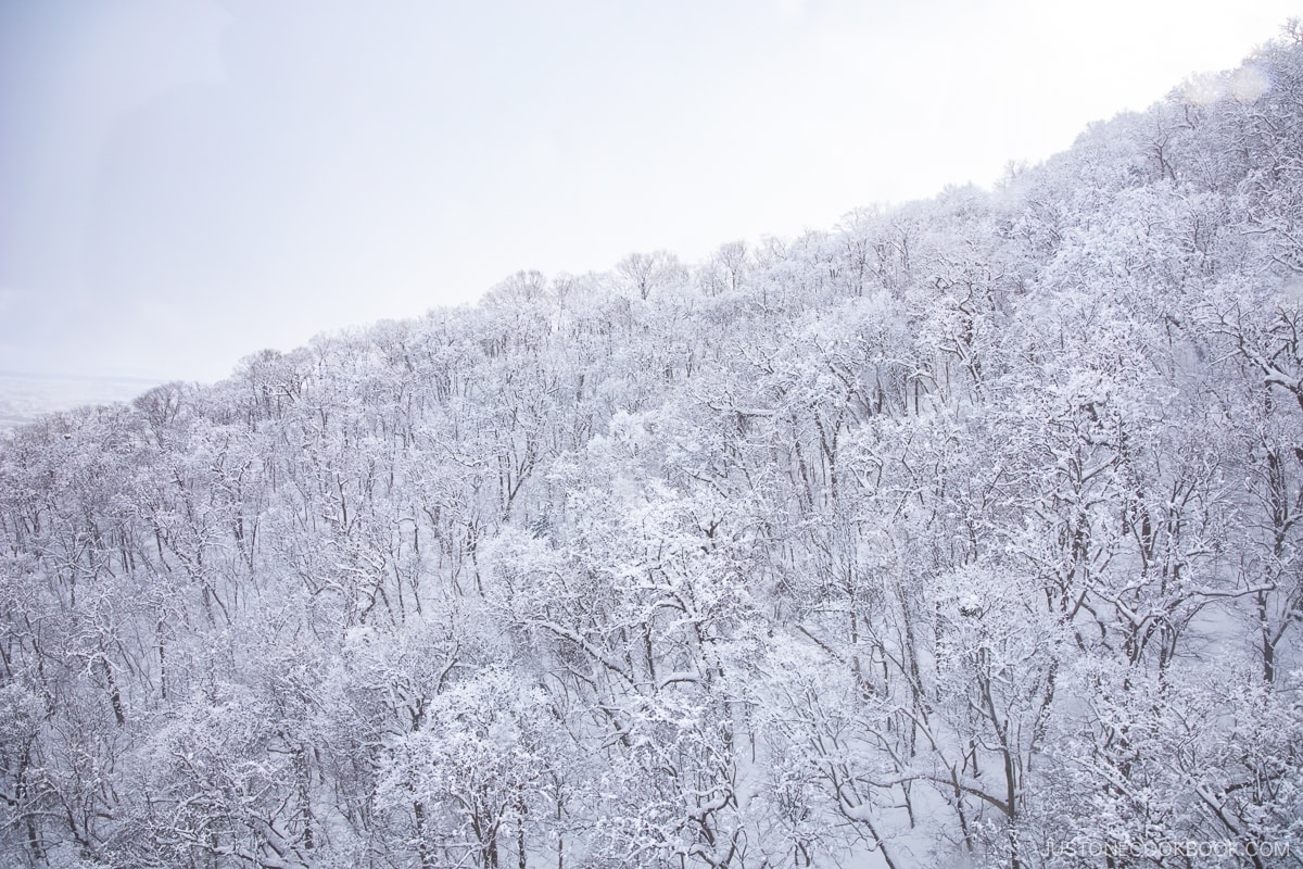 Trees on Mt Moiwa covered in snow