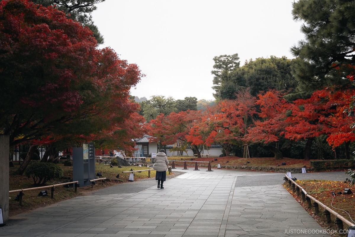 Person walking along stone pathway lined with red autumn trees