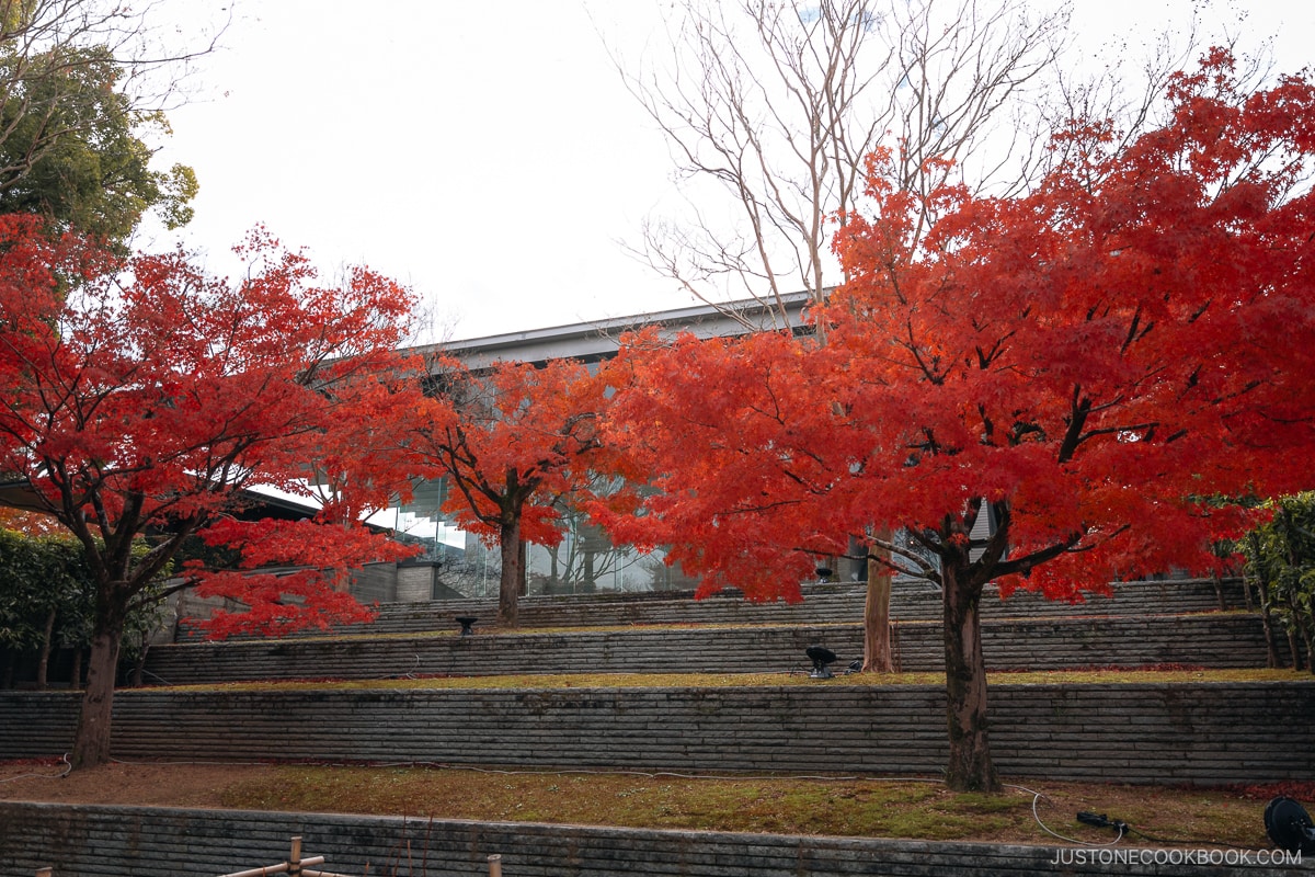Red maple leaves in front of glass museum