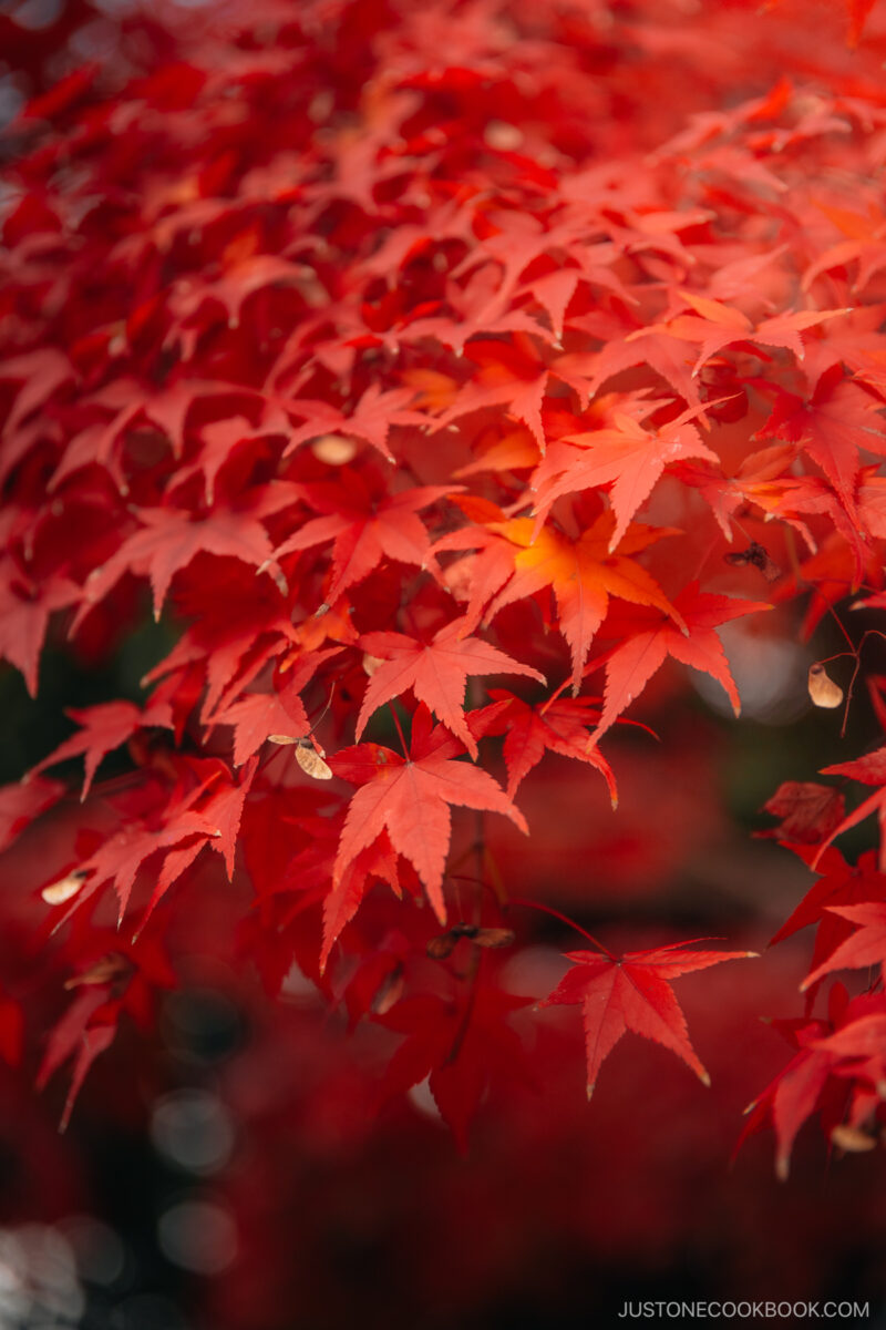 Red maple leaves