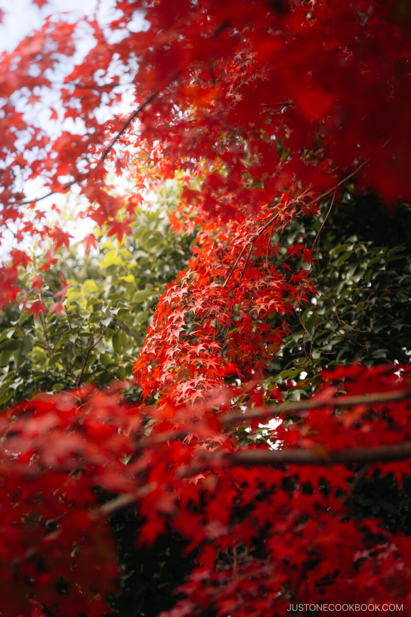 Red maple leaves