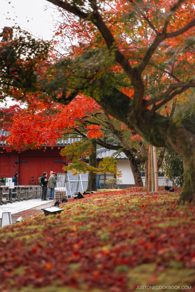 Fallen red maple leaves leading to temple entrance gate