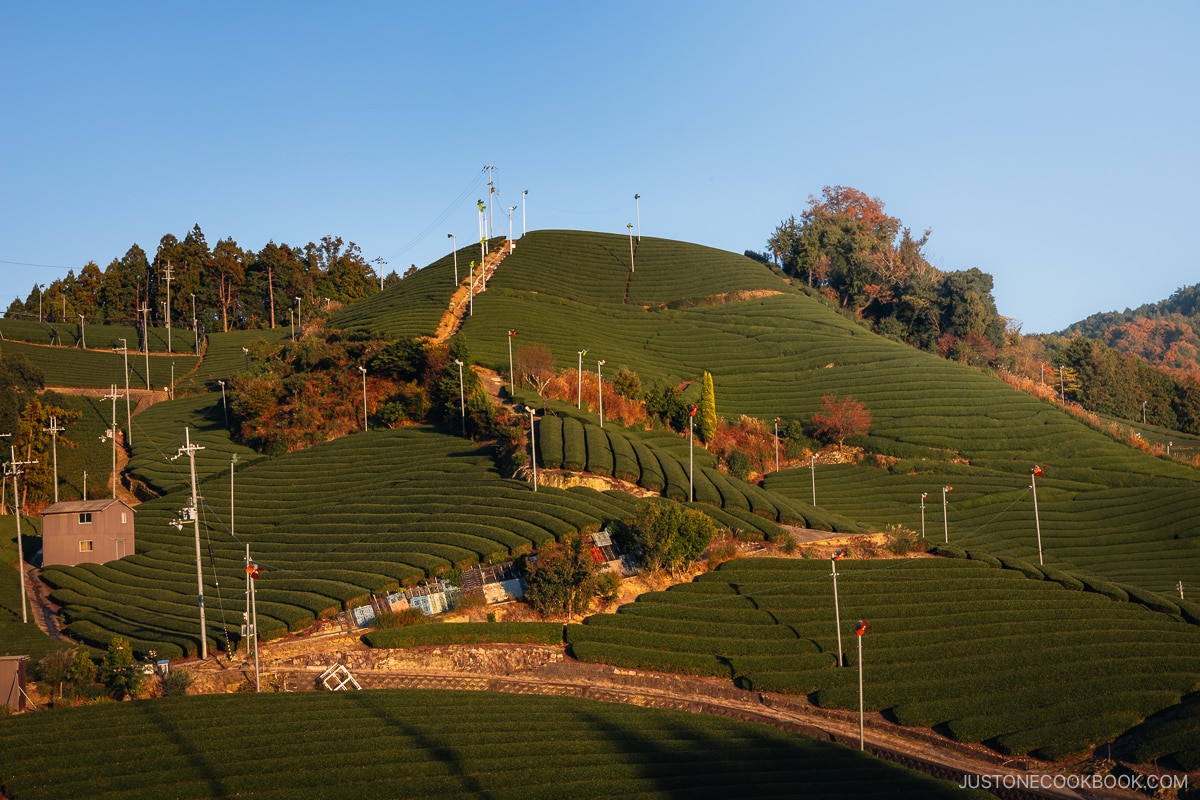 Hills filled with rows of green tea leaves at golden hour