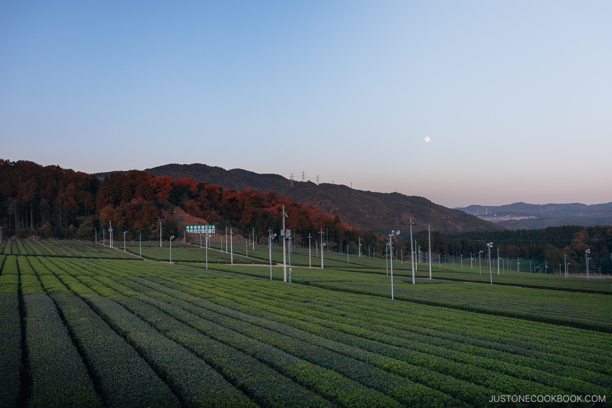 Rows of green tea leaves at sunset