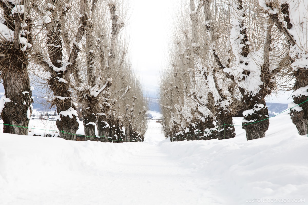 Path covered in snow lined with trees