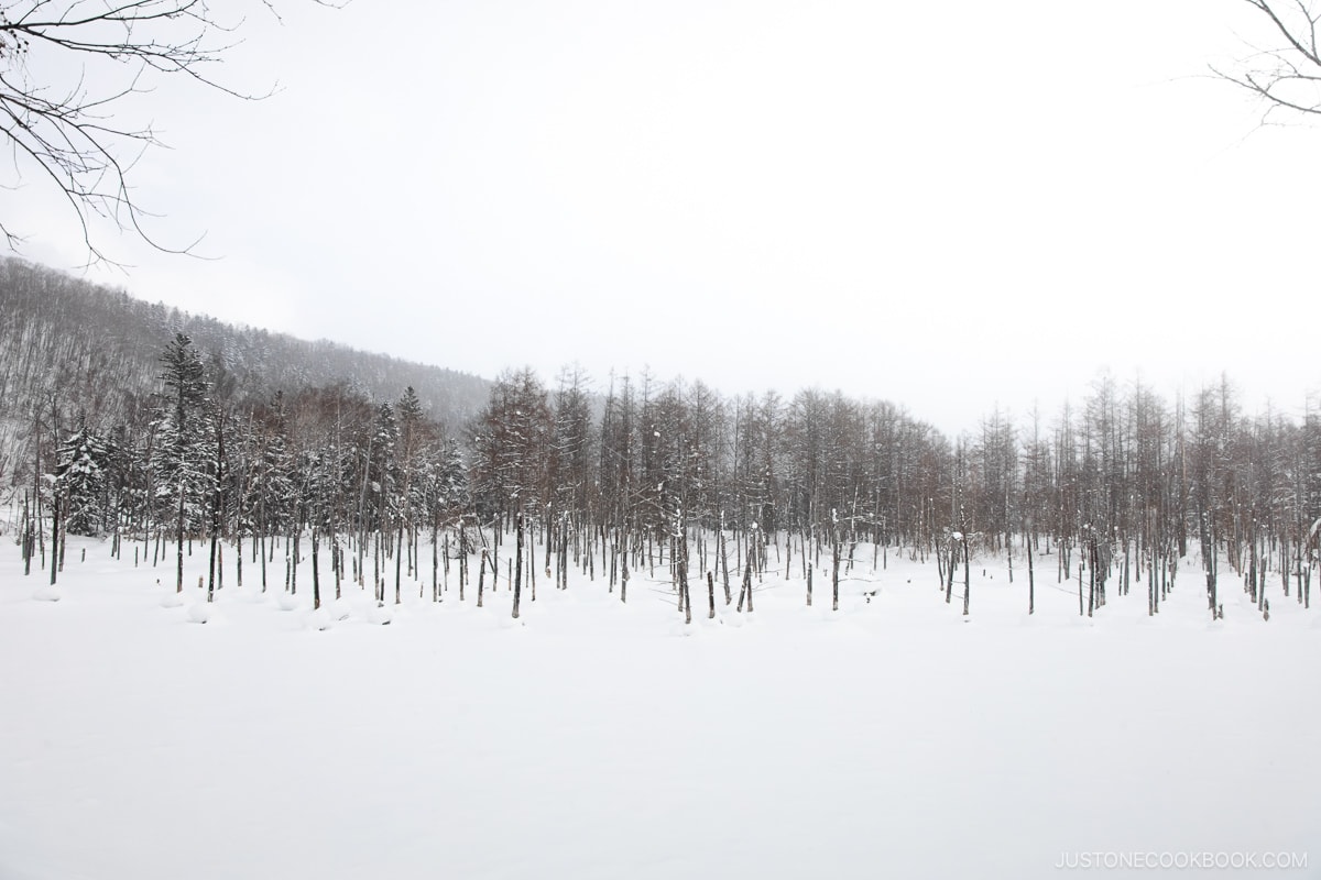 Frozen pond covered in snow