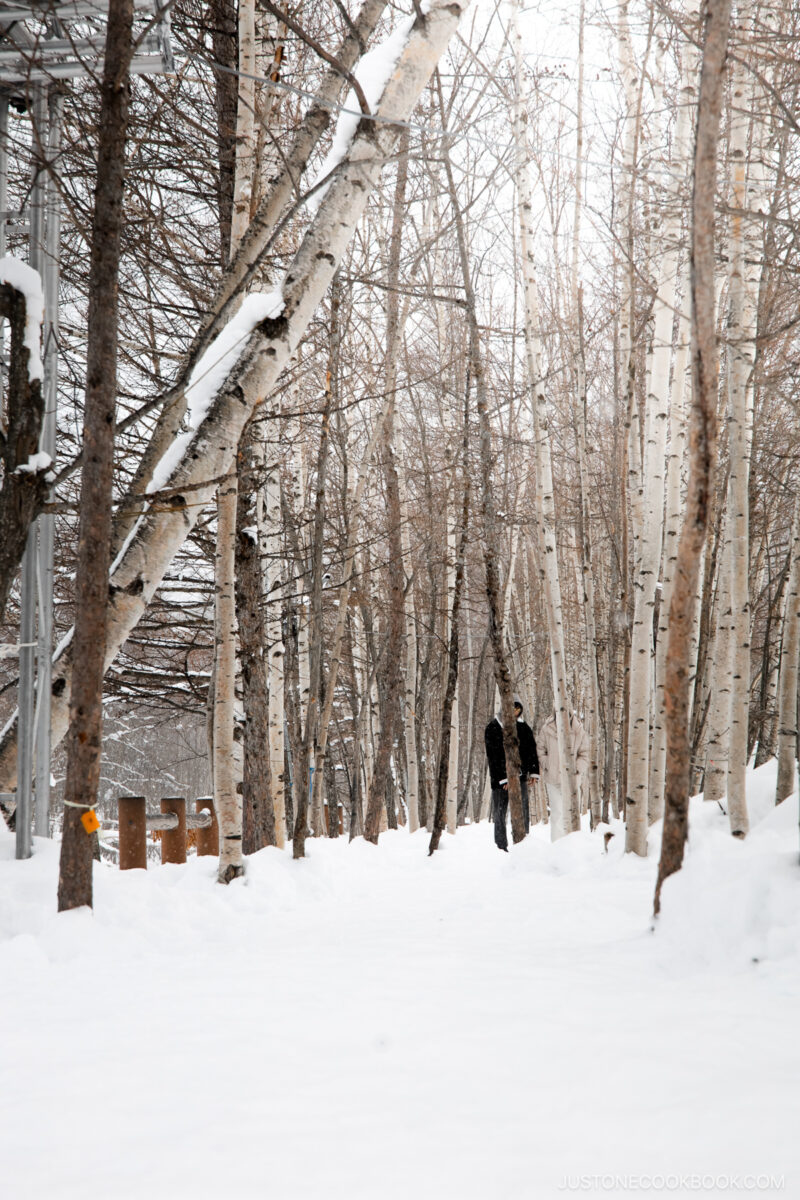 Snowy pathway lined with birch trees