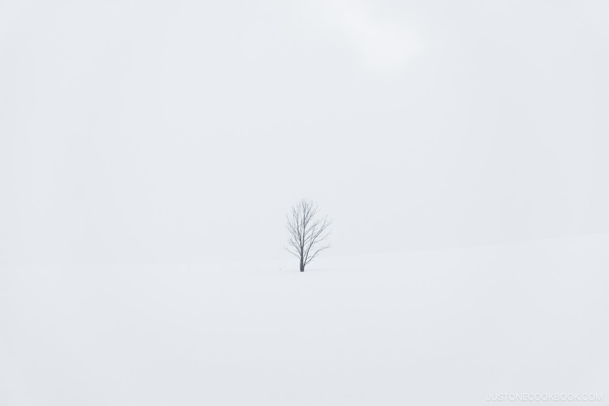 Single tree surrounded by snow