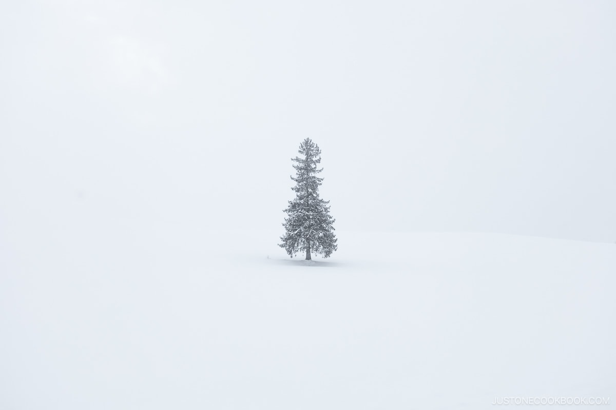 Christmas tree surrounded by snow