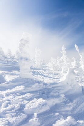 Zao snow monsters