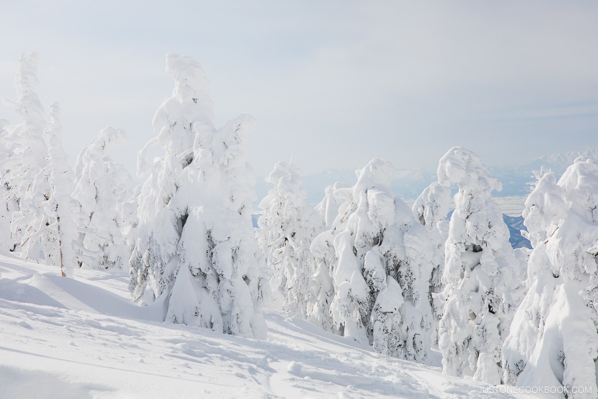 Zao snow monsters