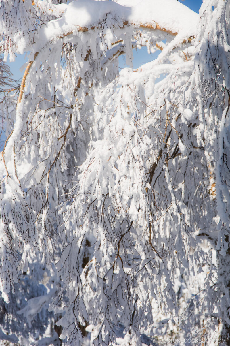 Branches of a tree covered in snow