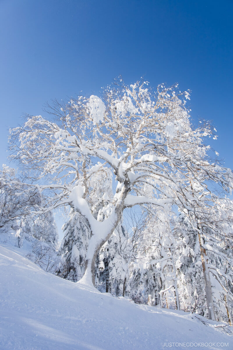 Snow covered tree