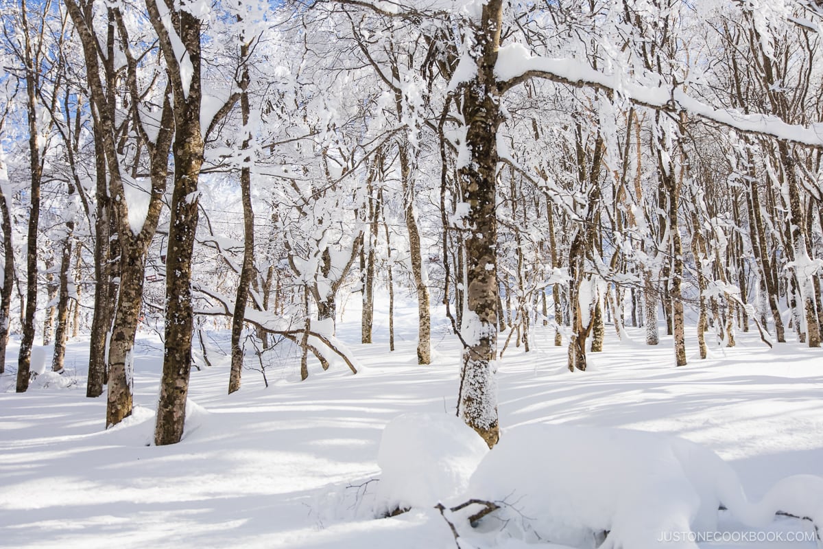 Snowy forest