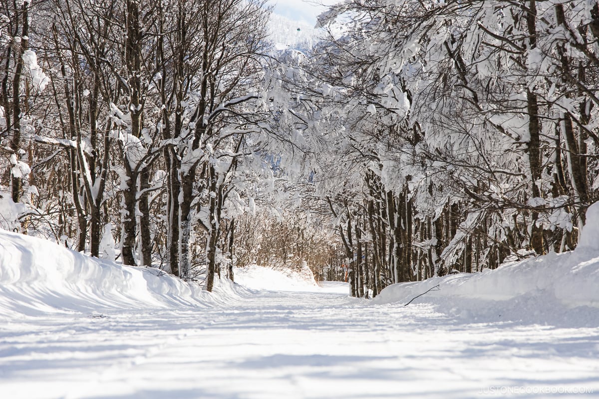 Snow pathway lined with snowy trees