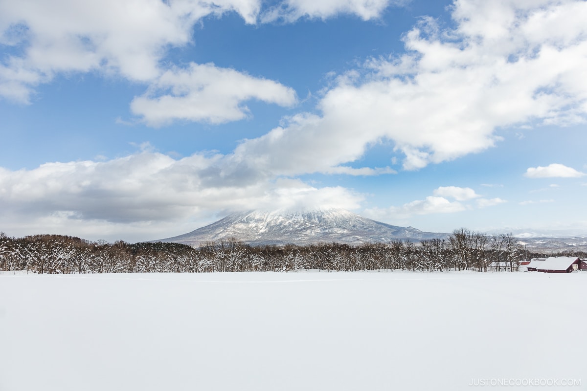 Field of snow, trees and Mount Yotei in the background